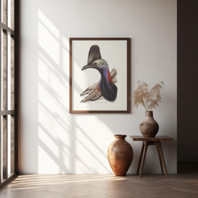 Australian Cassowary Poster