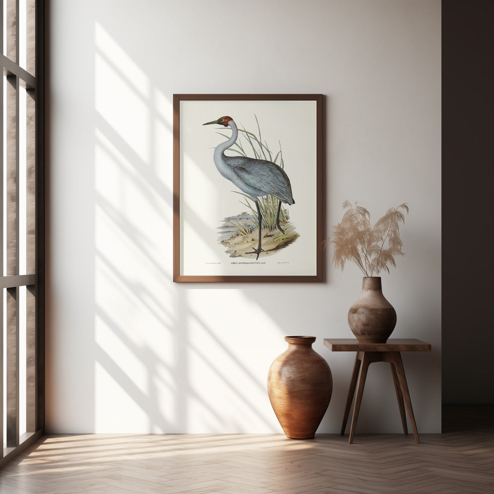 Australian Crane Poster