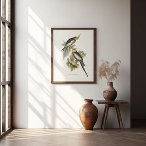 Cockatoo Parakeet Poster