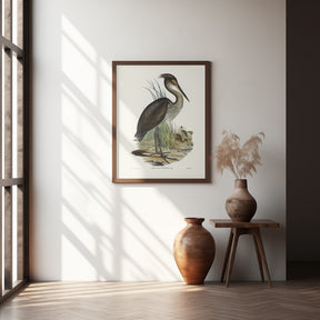 Great Billed Heron Poster