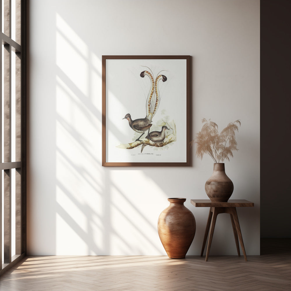 Lyre Bird Poster