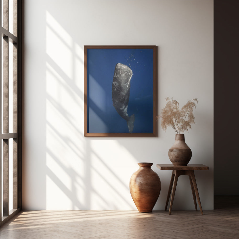 Candle sperm whale Poster