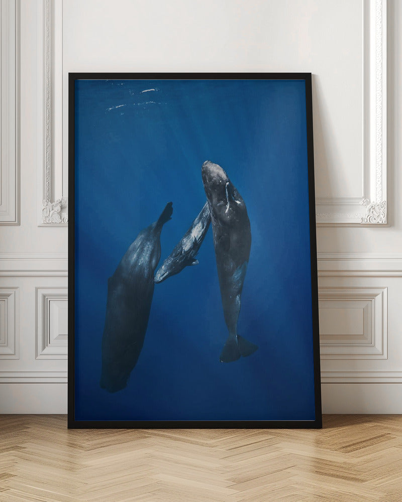 Sperm whale family Poster