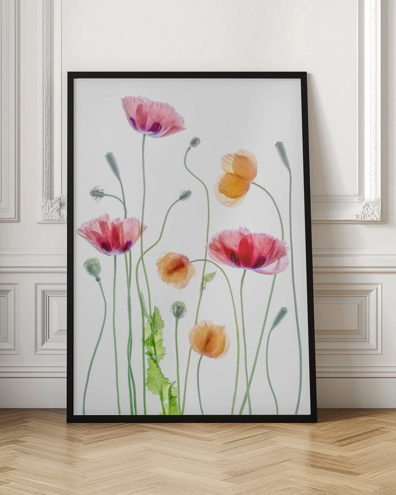 Poppies Poster