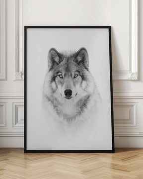 Portrait of a Timber Wolf Poster