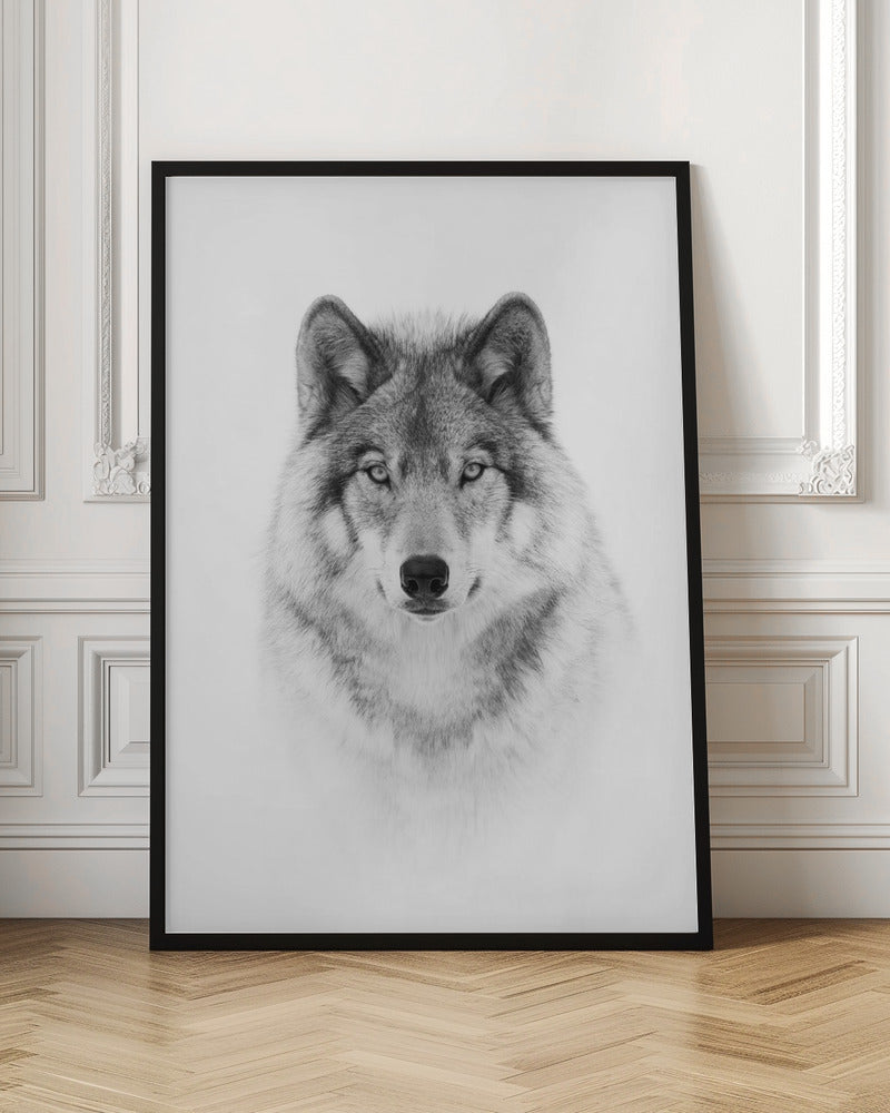 Portrait of a Timber Wolf Poster