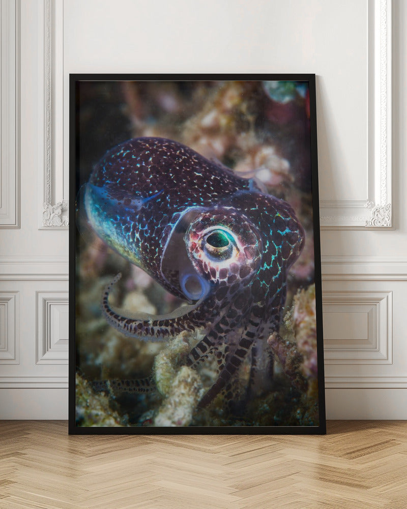 Baby cuttlefish Poster