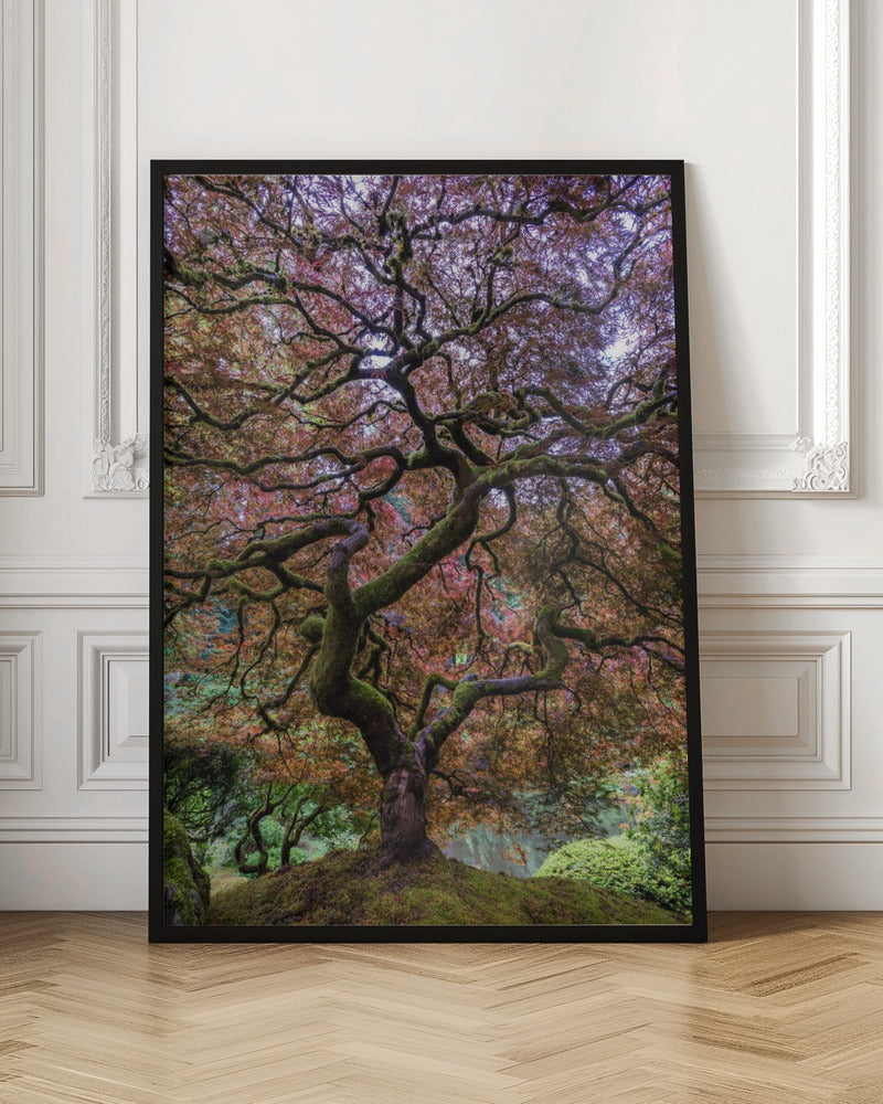 Japanese Maple Tree Poster