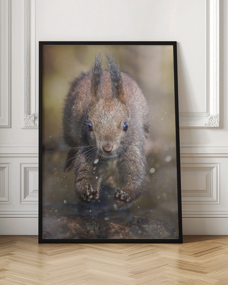 The jump of the squirrel Poster