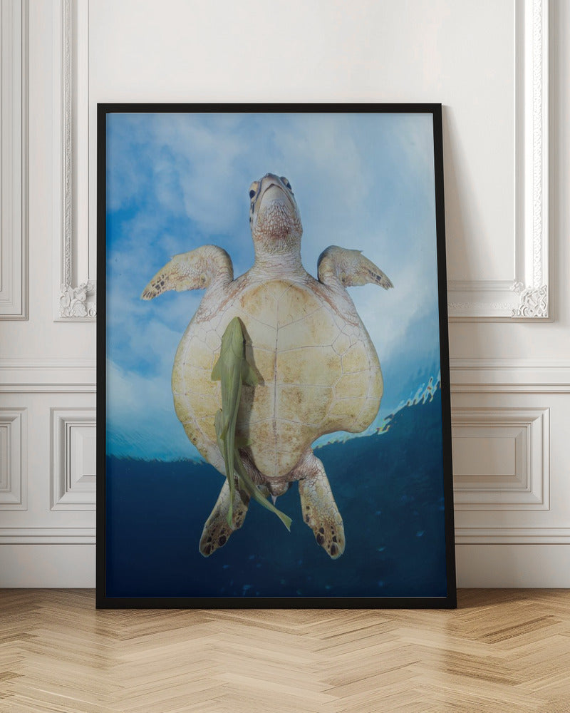 Green Sea turtle survivor Poster