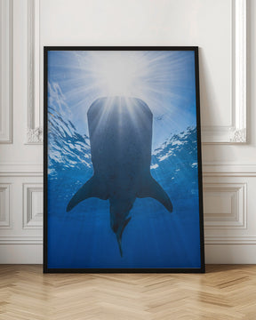 Whale shark and sun Poster