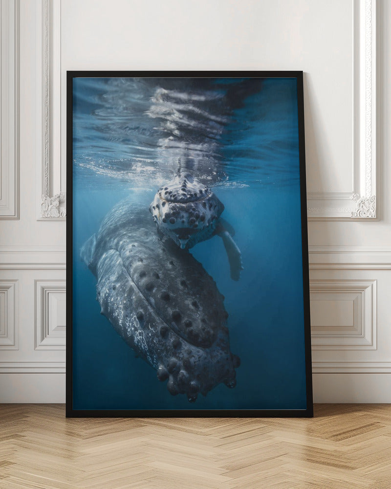 Humpback whale and calf Poster