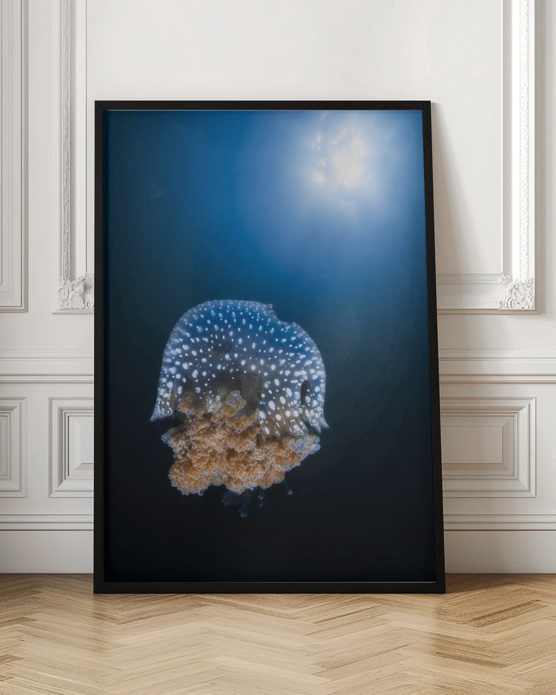 Jellyfish from Tachai pinnacle Poster