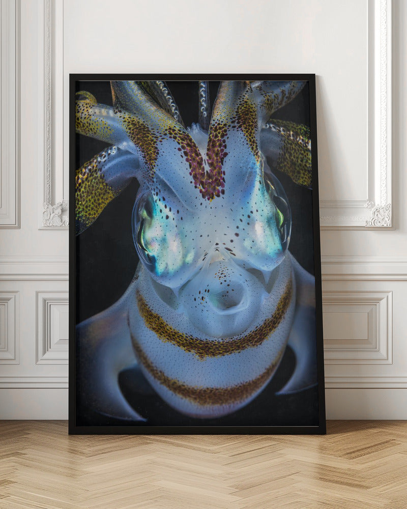 Squid close up Poster