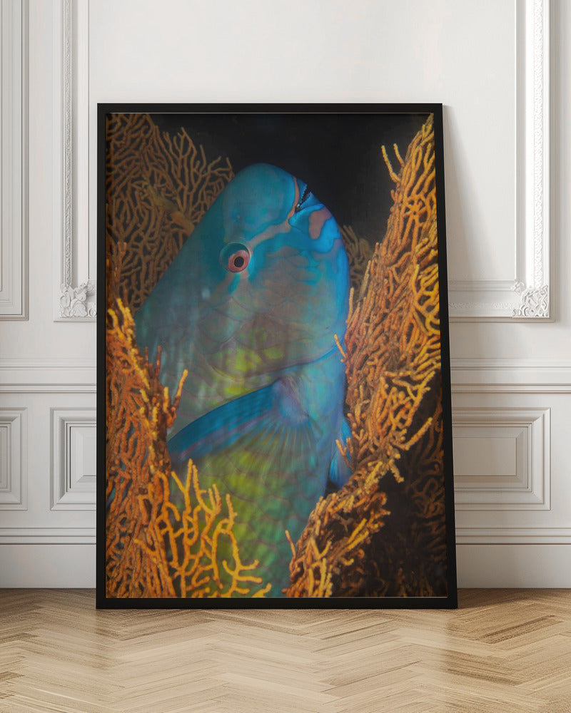 Ember parrotfish Poster