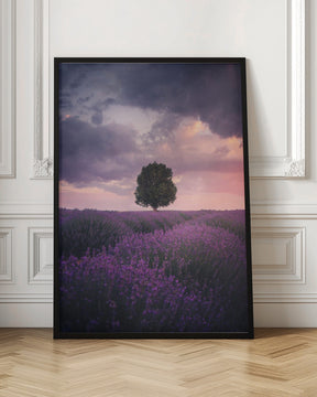 Lavender Fields, Isparta Poster