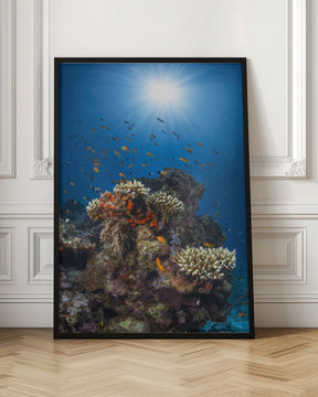 Reef and sunshine Poster