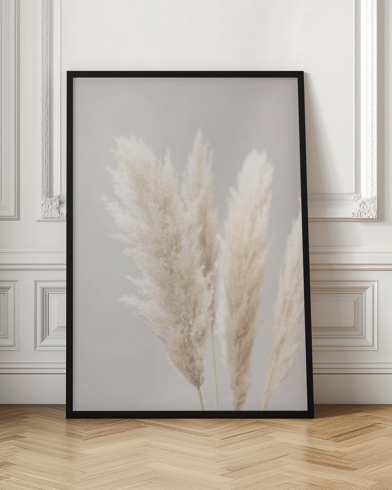 Pampas Grass Grey 02 Poster