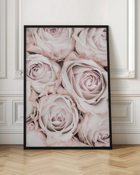 Pink Roses No 01 Poster