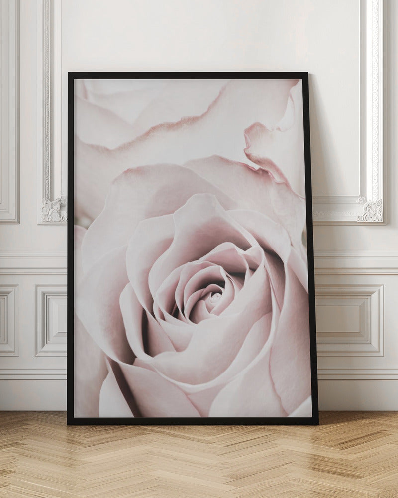 Pink Rose No 05 Poster