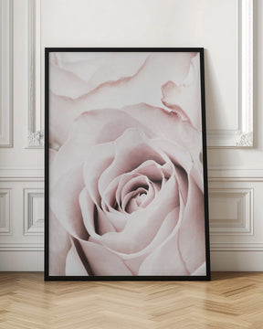 Pink Rose No 05 Poster