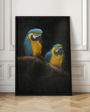 Macaw Parrots Poster