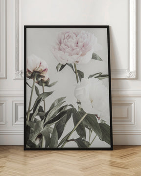 Peony 04 Poster