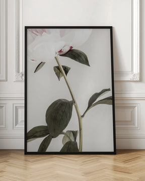 Peony 09 Poster