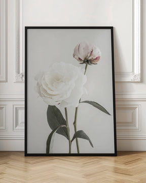 Peony 12 Poster