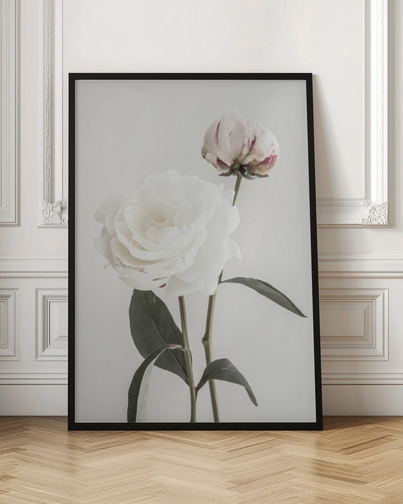 Peony 12 Poster