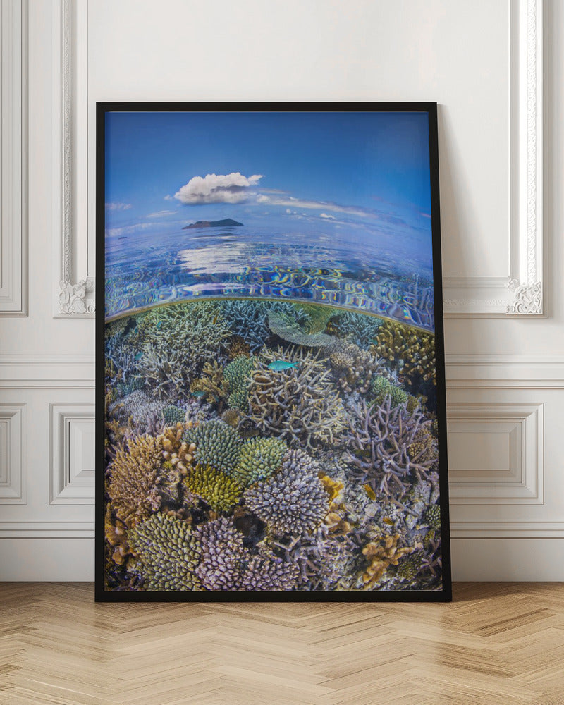 The North Reef Coral Garden Poster