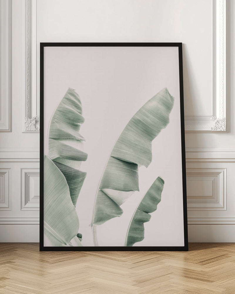 Blush Banana Leaves Poster