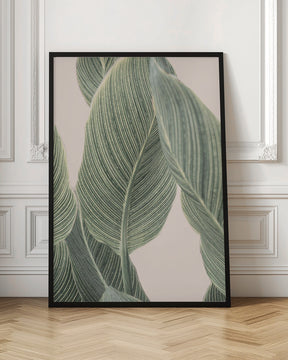 Calla Leaf Poster