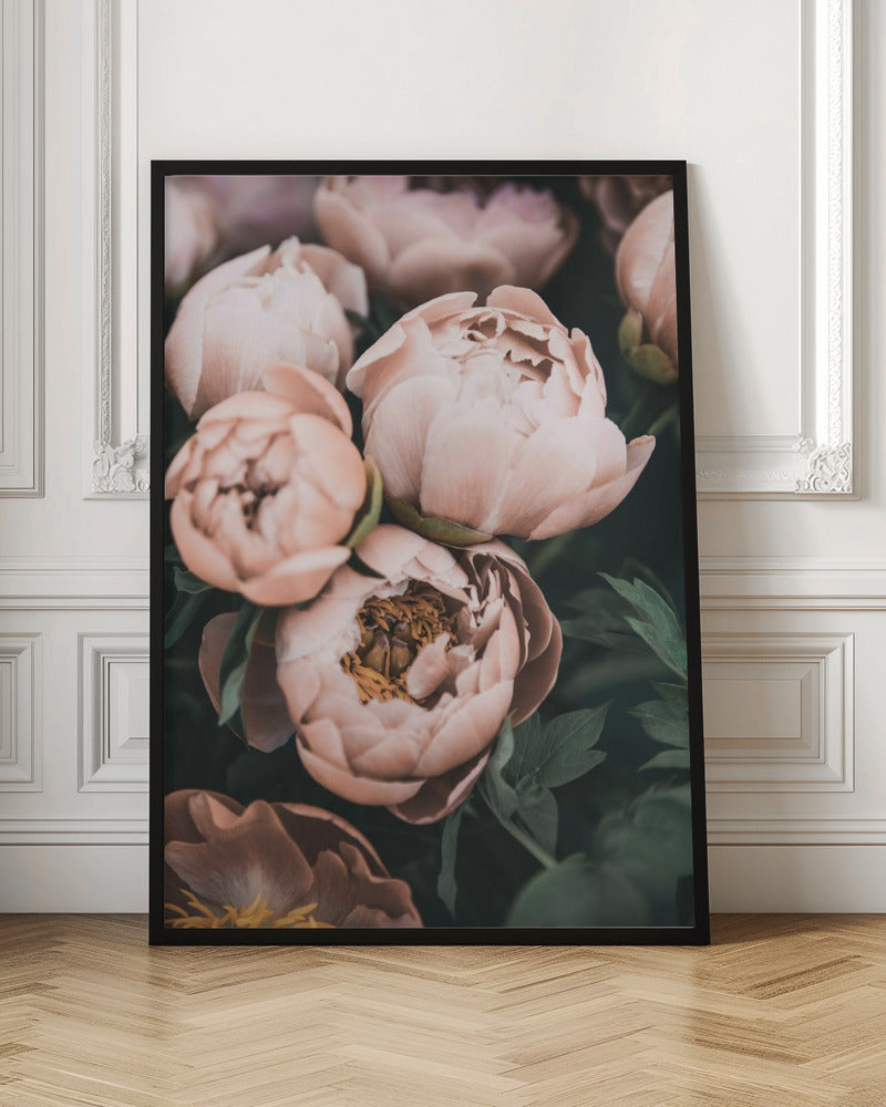 Coral Peonies Poster