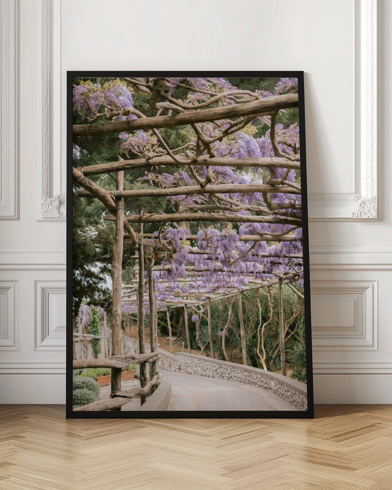 The Lavender Walkway Poster