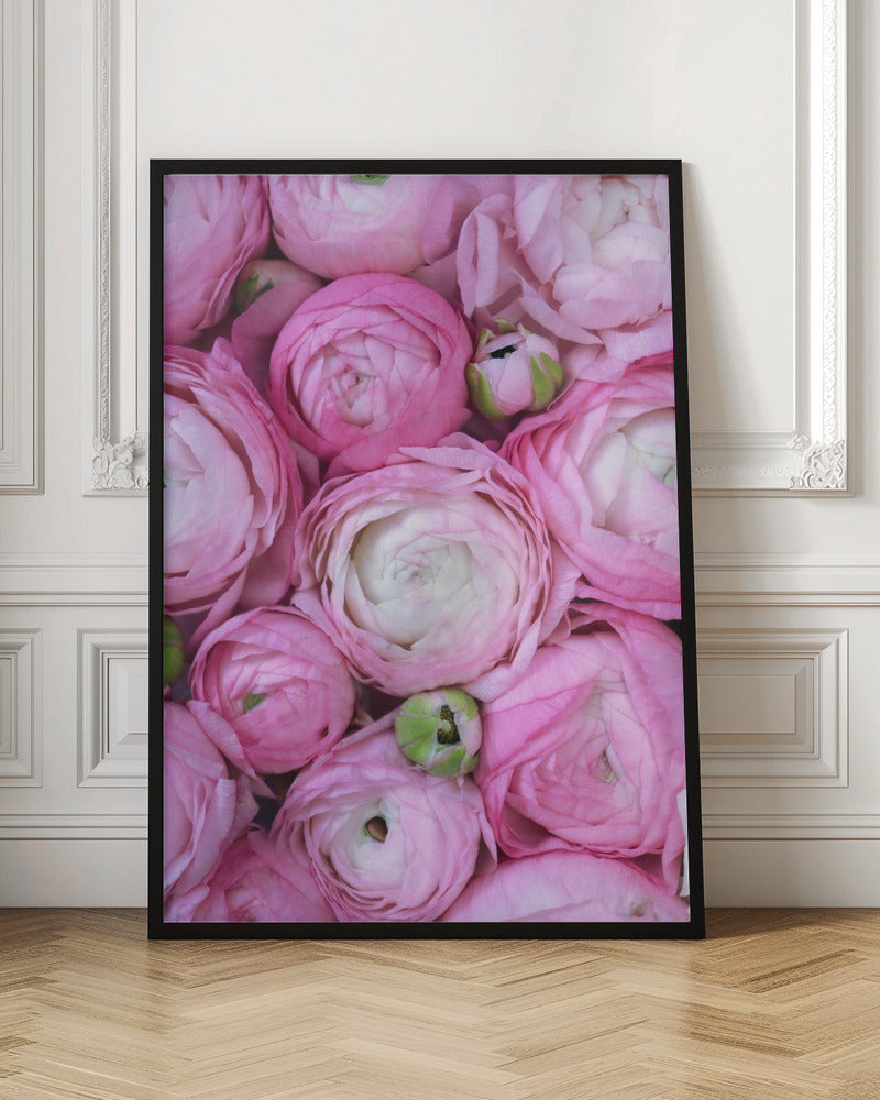 Pink ranunculus Poster