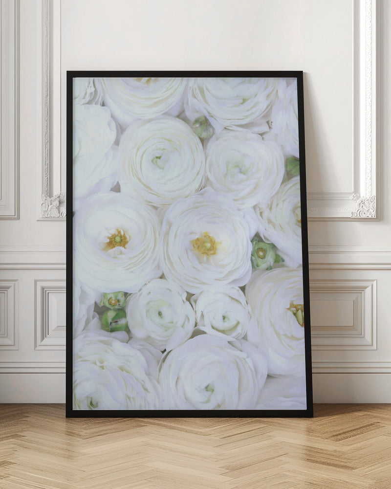 Pure white ranunculus Poster