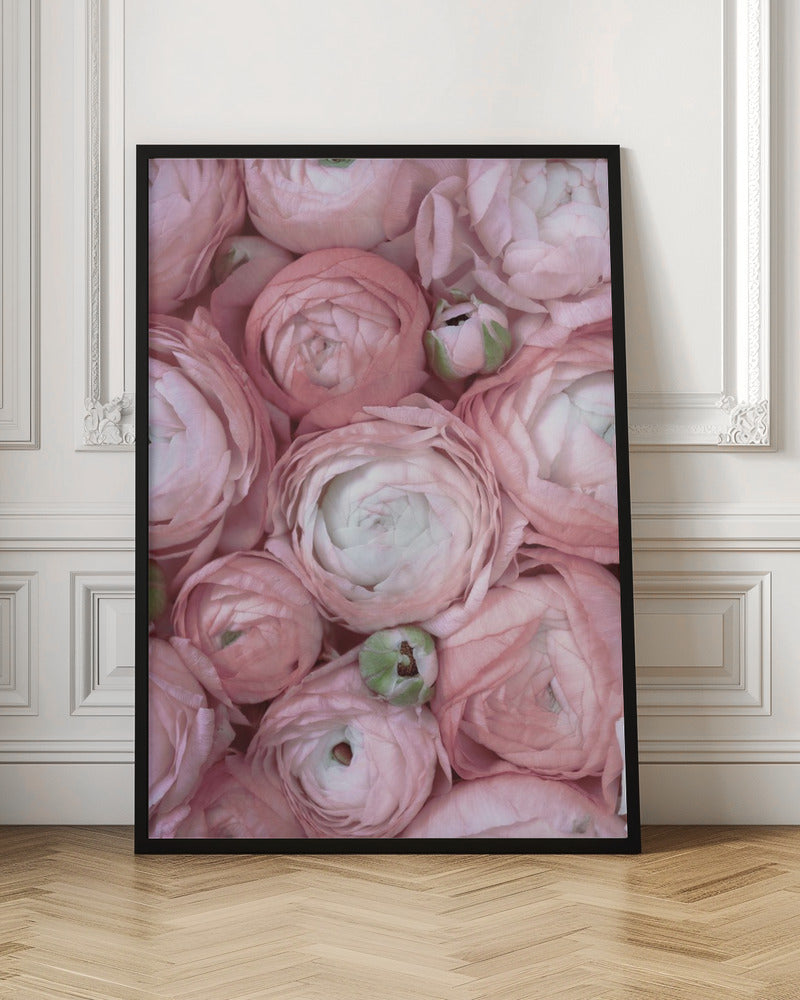 Subdued blush ranunculus Poster