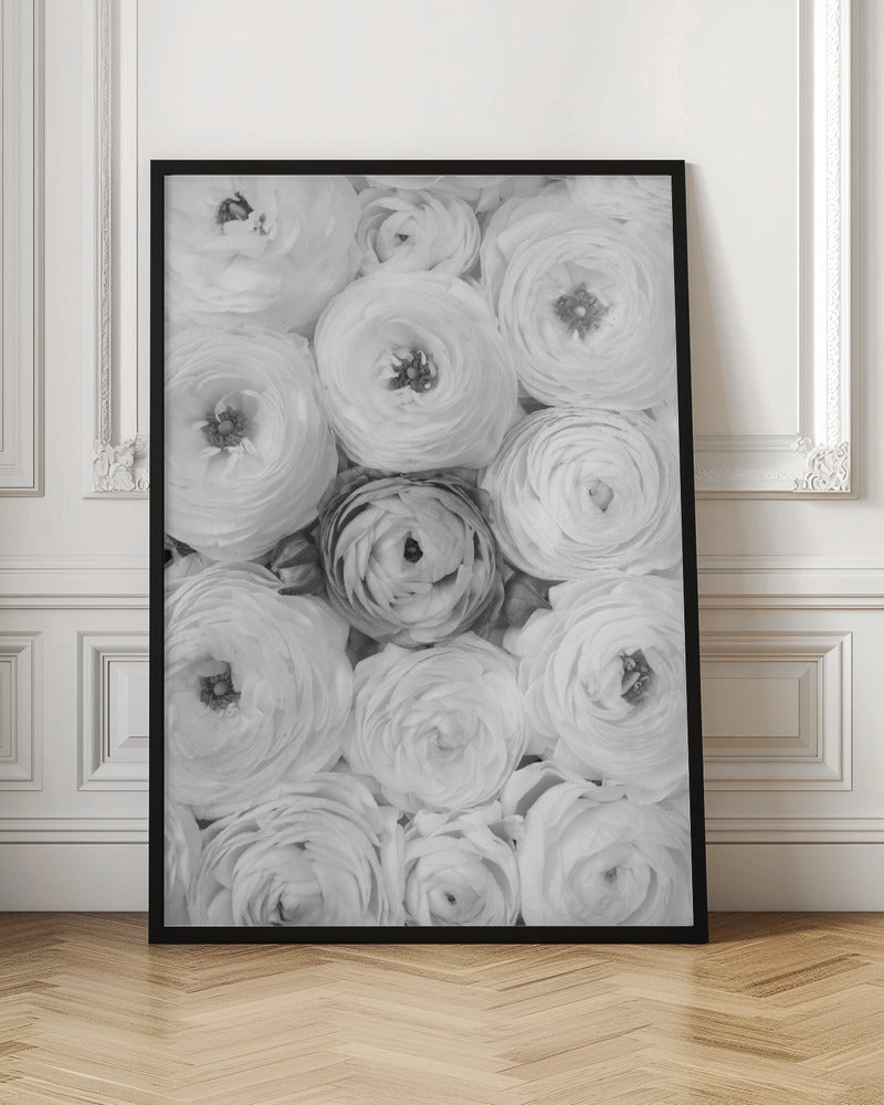 Singular ranunculus gray Poster