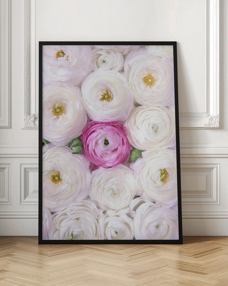 Singular ranunculus in hot pink Poster