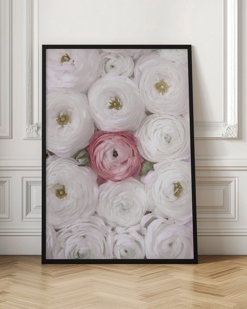 Singular ranunculus in blush Poster