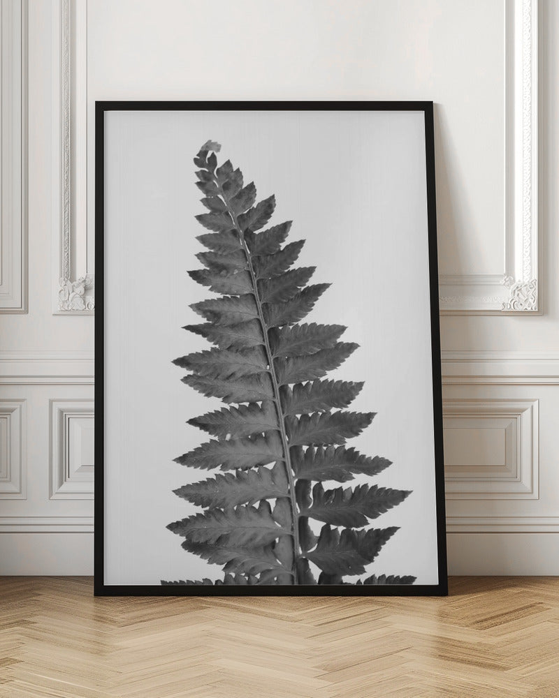 Gray fern leaf Poster