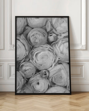 Gray ranunculus Poster