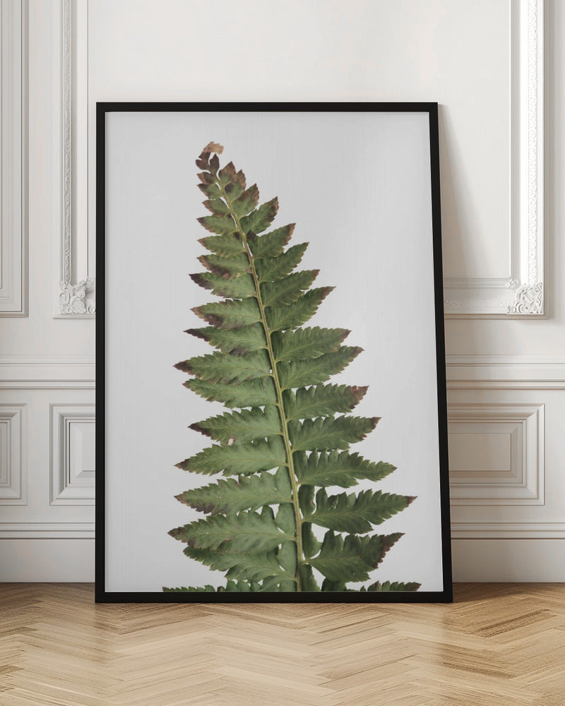 Green fern Poster