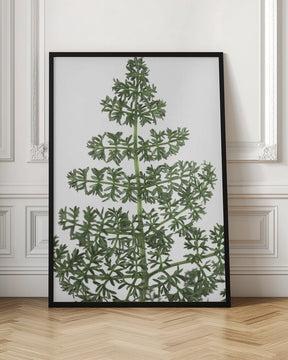 Green dainty leaves Poster