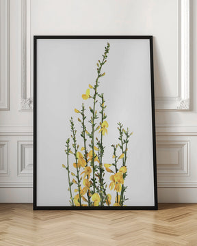 Yellow blooms Poster