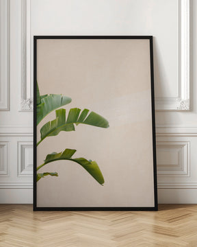 Cannes Banana Plant Poster