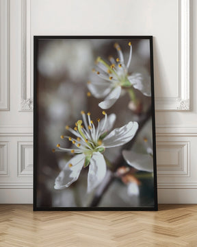 Spring blooms I Poster