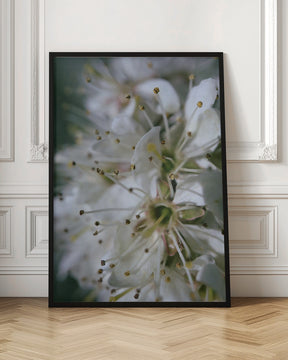 Spring blooms II Poster