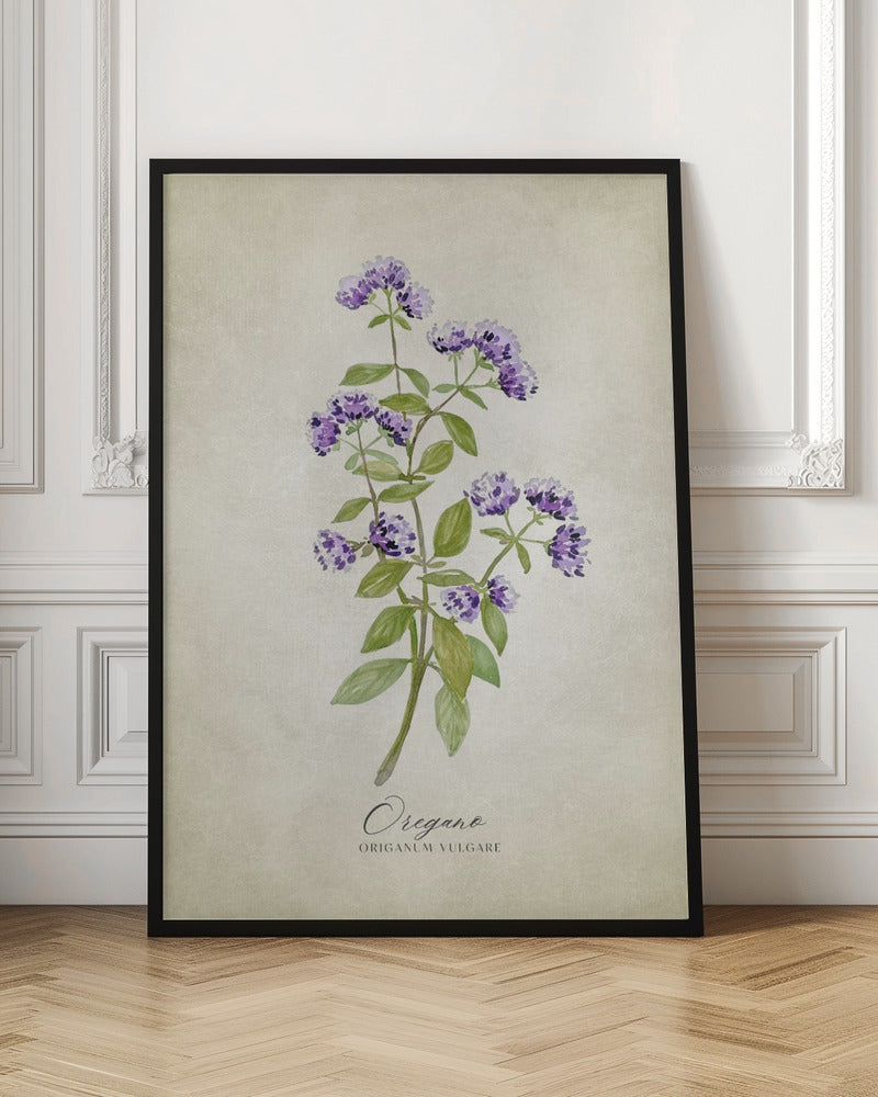 Oregano vintage Poster